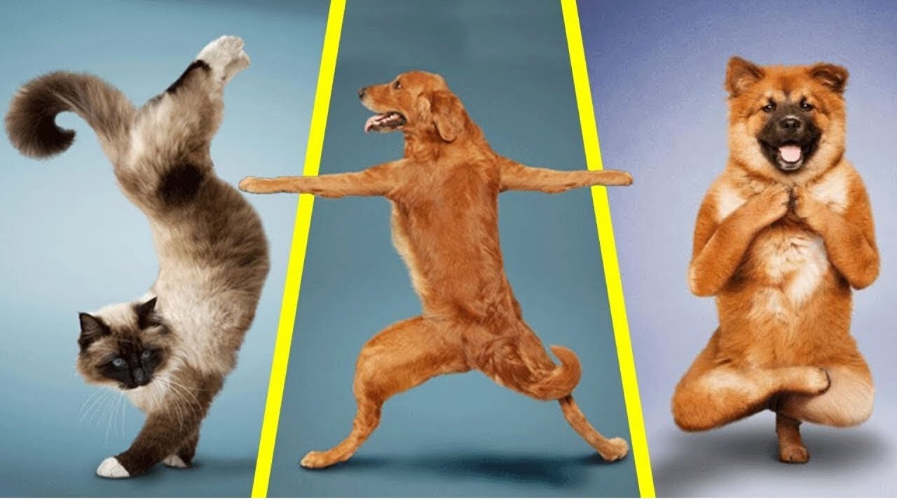 Funny Cat & Dogs Videos Funny Cat video Try Not To Laugh Cutest Animals