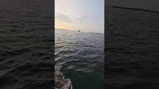 Shipping Container Debris and Deer Pelts Near Key Bridge