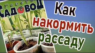 КАК НАКОРМИТЬ РАССАДУ