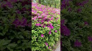 Beautiful ~ Just walk around Yeouido Park!