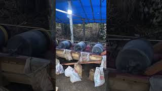 Gold Selection Production Line