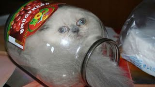 Funny Cats Gone Crazy! A Funny Animals Compilation of Funny Kitty Cats, Funny Pets, Funniest Animals by Funniest Animal Videos 17,427 views 7 years ago 4 minutes, 21 seconds