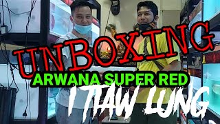 berburu arwana supered ITL sisik naga gudang arwana Cengkareng