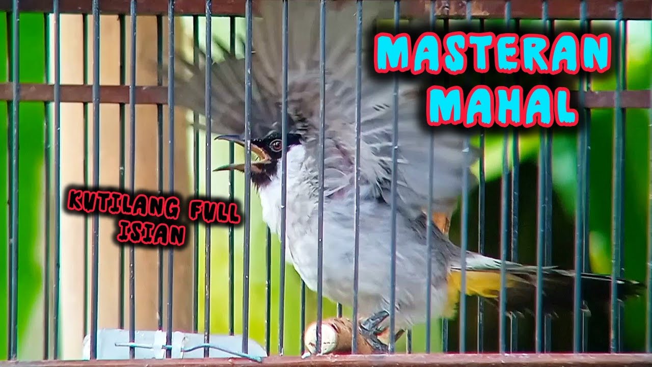 KICAUAN TERBAIK Kutilang Gacor Full Isian MEWAH ngerol panjang dengan irama lagu volume pedas #birds