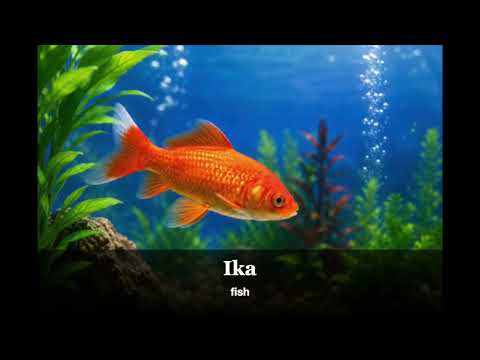 Animals Pets
