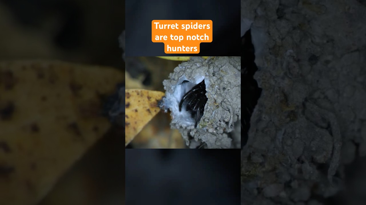 Sneak Attack Spiders | 