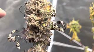 INDOOR HARVEST WEEK 10 Update