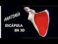 Anatomía - Escápula en 3D (Caras, Bordes, Inserciones)