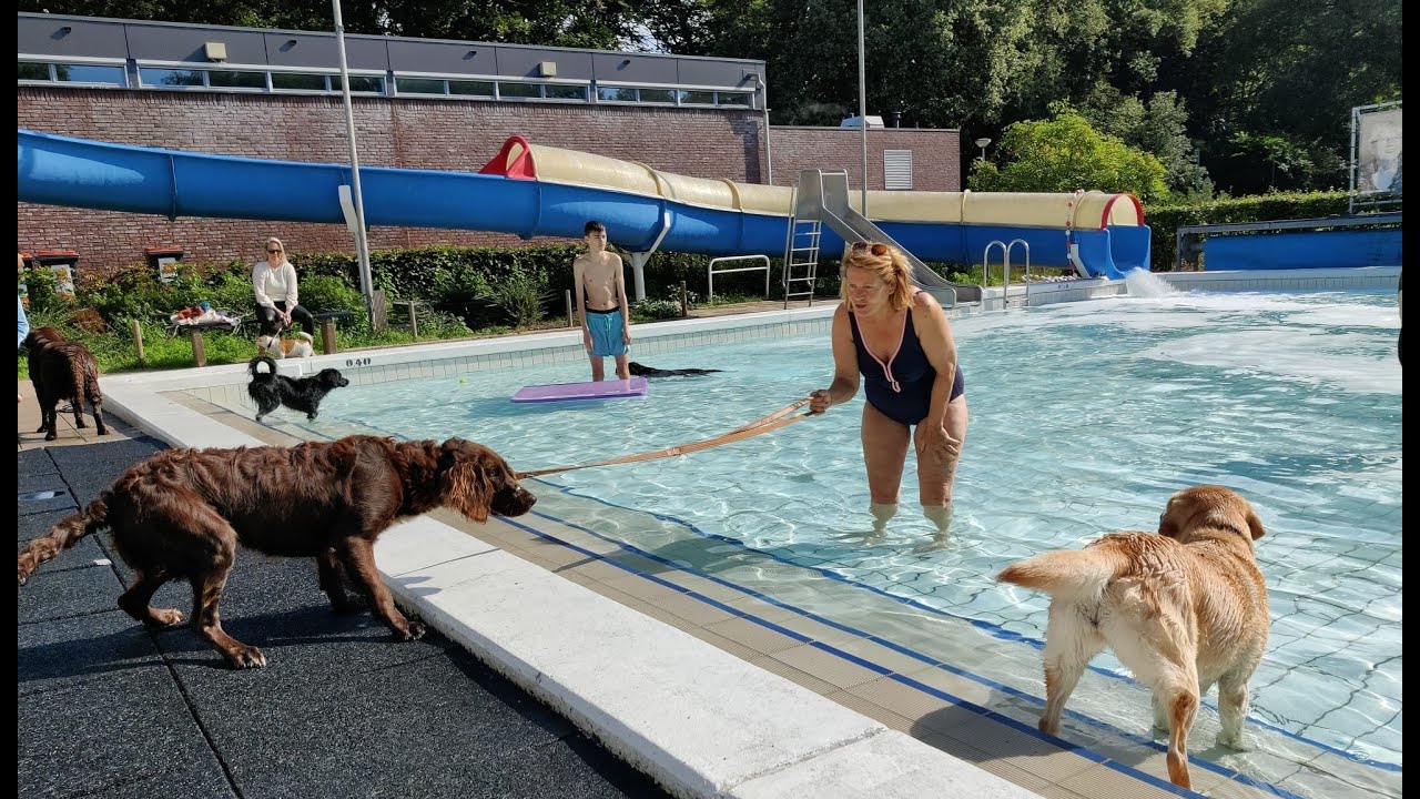 Honden sluiten zwemseizoen af in het Hessenbad in Hoog-Keppel