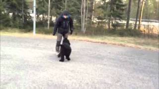 Loial Doing Some Tricks