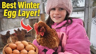 This Chicken Gives You EGGS 🥚 All Winter Long!