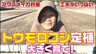 【プレミア公開】無農薬トウモロコシ定植　寒さ対策やアワノメイガ対策【トウモロコシ】【ゴールドラッシュ】【とうもろこし】【育て方】【栽培方法】