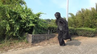 【やらせじゃない】ゴリラ襲撃ドッキリ　フルver