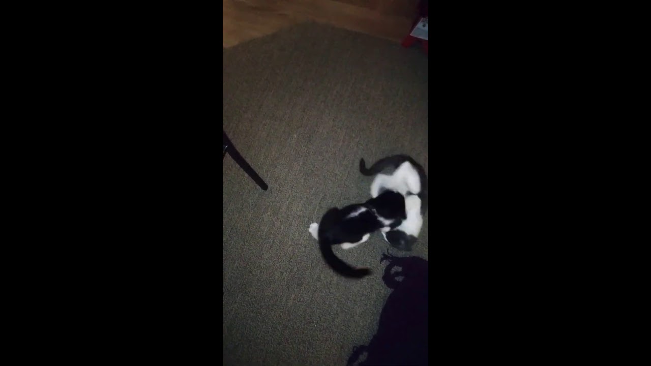 Wrestling funny cats 