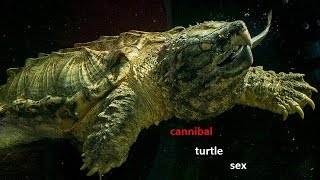 Cannibal turtle sex