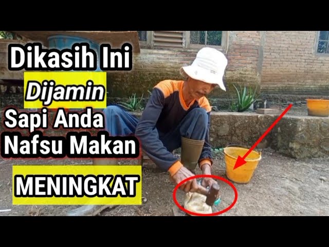 Cara Menambah Nafsu Makan Sapi / Ternak lainnya,Sapi Jadi Rakus #PakdheGiyo class=