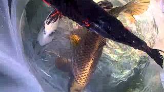 VID 20120329 00007