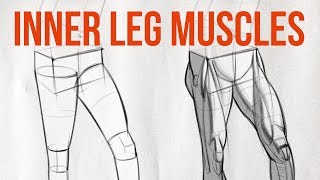 How to Draw Legs - The Adductors