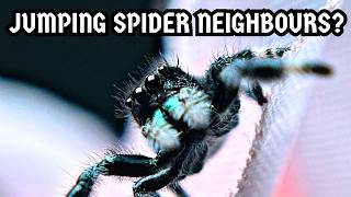 Jumping Spider Neighbours - Can You Keep Jumping Spiders Next To Each Other? | Spooderpods