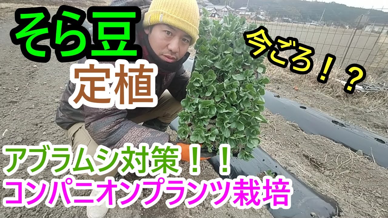 そら豆 植え アブラムシ対策にニンニクのコンパニオンプランツ栽培に挑戦 今頃の定植で果たして収穫できるのか Youtube そら豆 植え アブラムシ対策にニンニクのコンパニオンプランツ栽培に挑戦 今頃の定植で果たして収穫できるのか Youtube