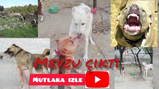 Pitbull İle Köye Geldim Akbaş I Isırdı