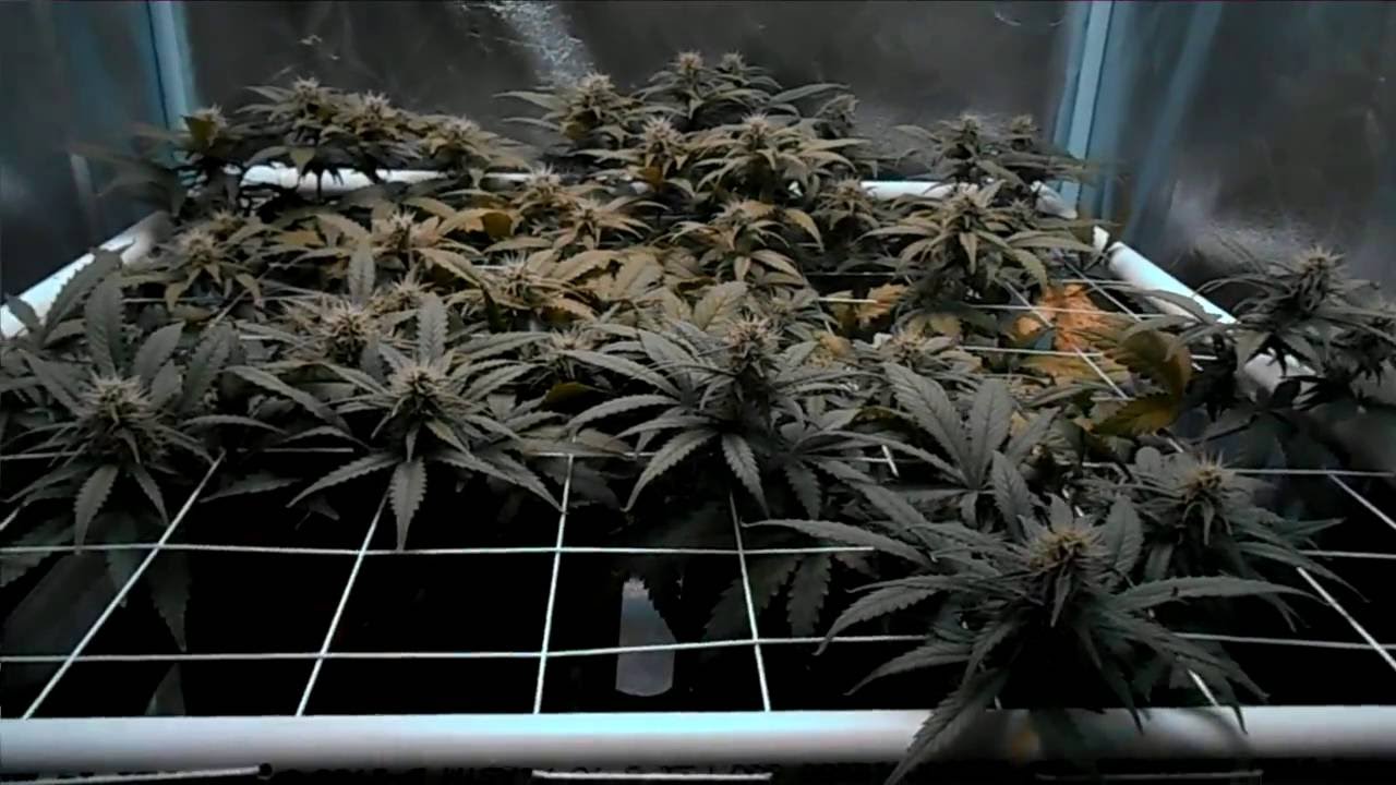 db003's - girl scout cookies auto -fast buds comp - coco - mars II 700 video update #6