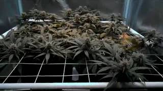 db003's - girl scout cookies auto -fast buds comp - coco - mars II 700 video update #6