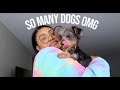 EXCITING LIFE OF A DOG MOM | OCTOBER VLOG  | KennieJD