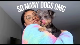 EXCITING LIFE OF A DOG MOM | OCTOBER VLOG | KennieJD