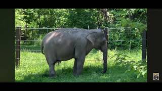 Happy, last video beloved 55yrs Asian elephant at the Bronx Zoo peacefully euthanized May 26, 2026.