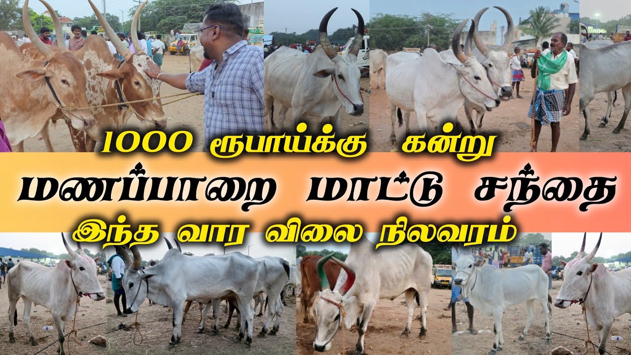 மணப்பாறை மாட்டு சந்தை! 1000 ரூபாய்க்கு கன்று! இன்றைய விலை நிலவரம்! Biggest Cow market.!