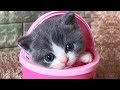 「かわいい猫」 笑わないようにしようとしてください - 最も面白い猫の映画 #340