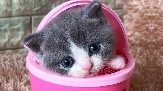 「かわいい猫」 笑わないようにしようとしてください  最も面白い猫の映画 #340