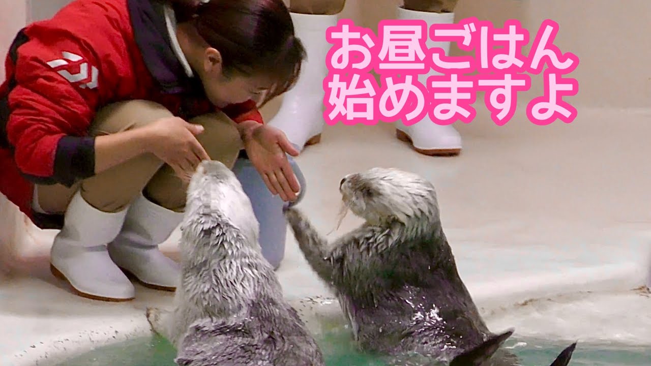 ラッコ　メイちゃんとキラちゃん　お昼ごはんが始まります【鳥羽水族館】Sea otter May-chan Kira-chan Toba Aquarium 