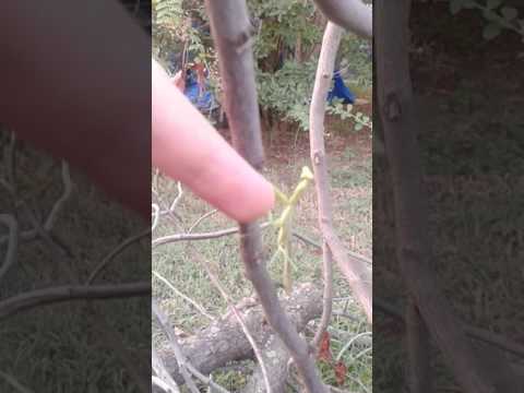 Mantid mini movie - Shake that abdomen!