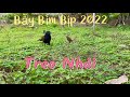 Bẫy Bìm Bịp Đầu Mùa 2022 / Sử Dụng Bẫy Treo Nhái Hiệu Quả