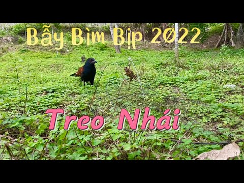 Video Bẫy Bìm Bịp Đầu Mùa 2022 / Sử Dụng Bẫy Treo Nhái Hiệu... - youtube