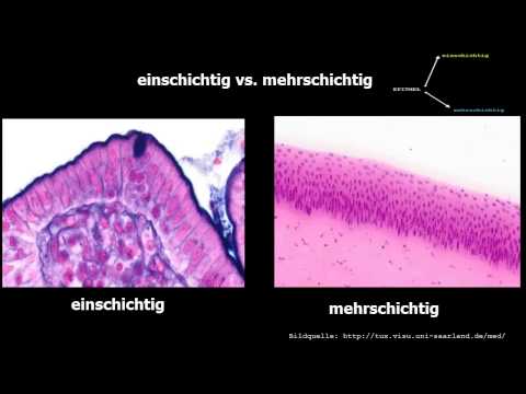 Video: Unterschied Zwischen Pseudostratifiziertem Und Übergangsepithel