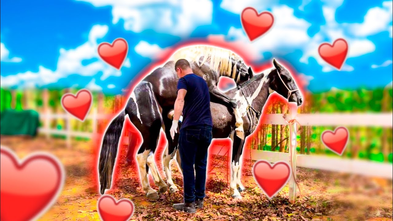 COLETANDO os Meus GARANHÕES