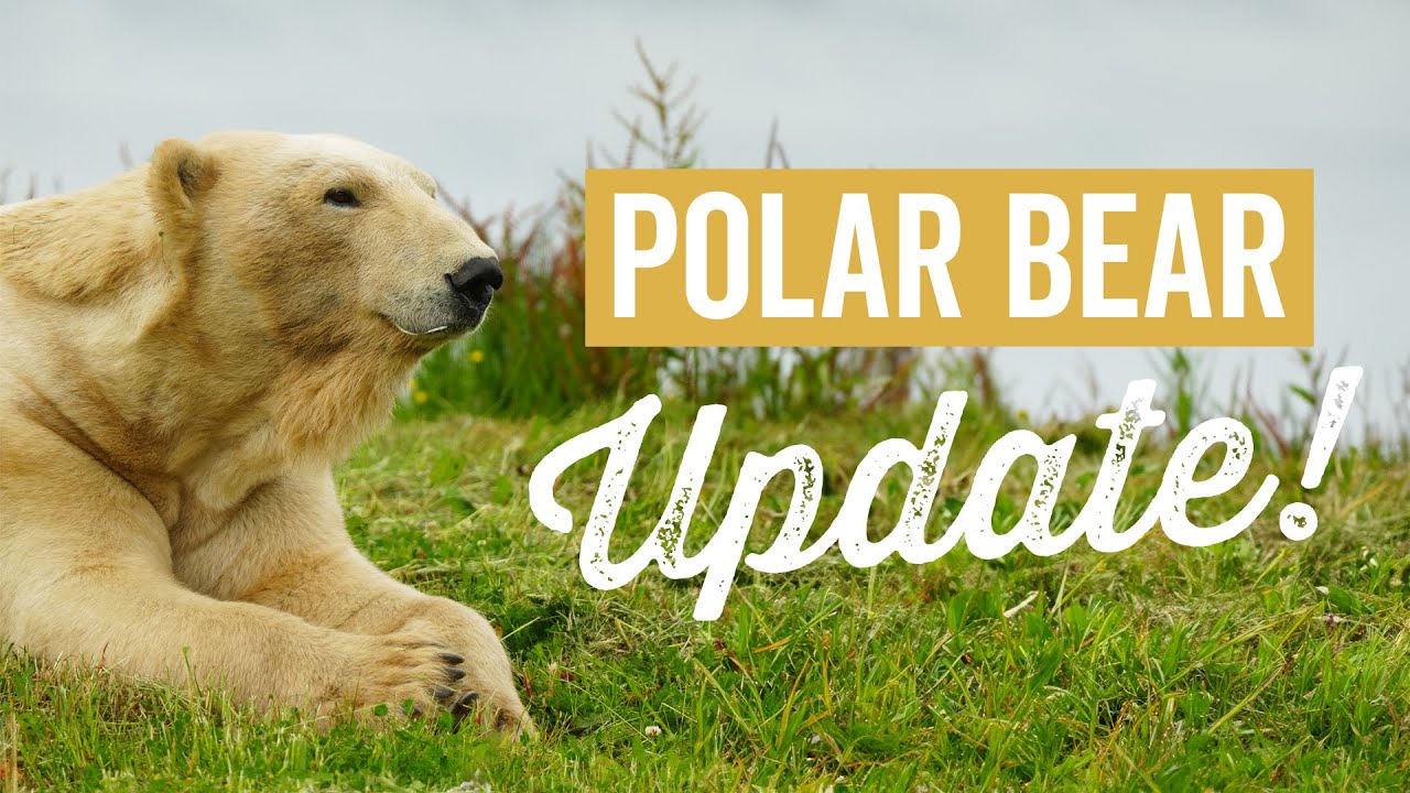Polar Bear Update with Doug Richardson 🐻‍❄️