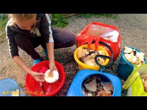 Дела осенние в деревне. Грузди. Борщевая заправка. Урожай картошки.