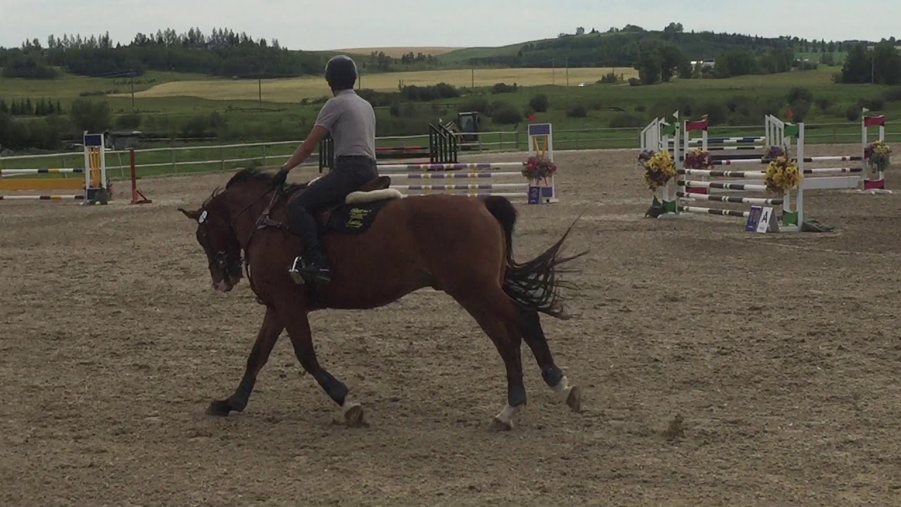 RMSJ - Moment One - 2003 Czech Warmblood