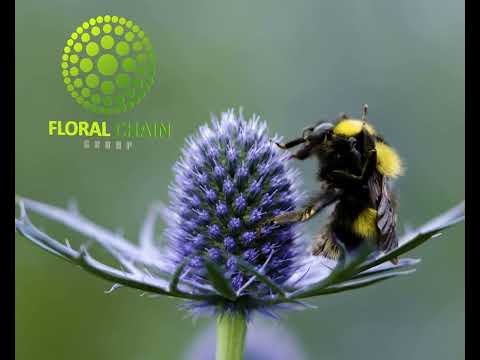 BumbleBee Eryngium