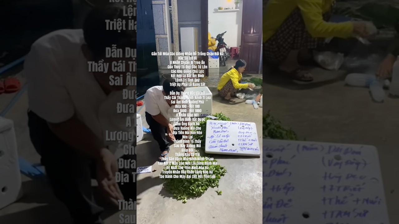 Hoa Cúc Giống Khánh Hòa A NHÀN VƯƠNG Hoa Cúc Giống Trồng Chậu KH Đóa Mầm Nhúng Nước Lả Trồng Là Lên