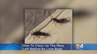 Love Bugs Invade Florida: Here Is How To Get Them Off Your Vehicle