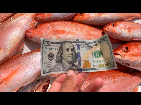 COMO HACER DINERO .... PESCA (Comercial Snapper Pesca) | pesca comercial |
