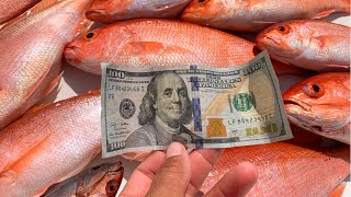 HOW TO MAKE MONEY FISHING....(Commercial Snapper Fishing) |Commercial Fishing|