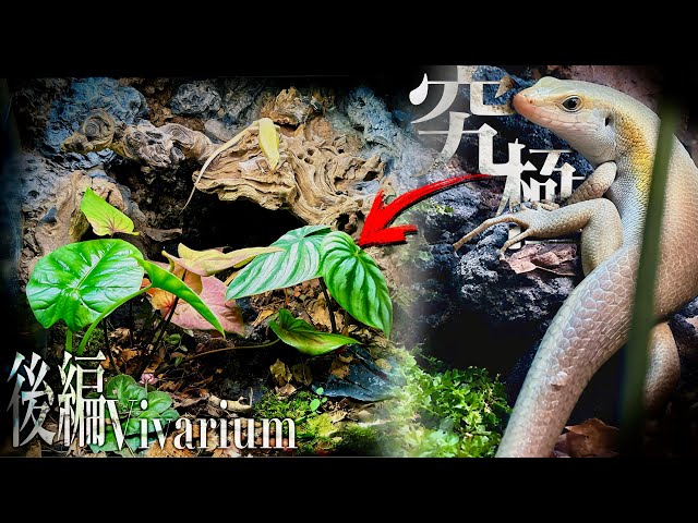 Zoo-quality vivarium!? I made the ultimate vivarium for my pet