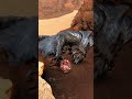 大剣の一撃が重すぎる（動画の最後に装備詳細あり）#mhws
