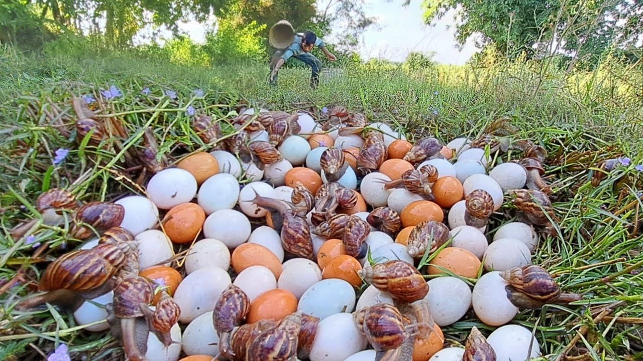 BEST UNIQUE FINDING!  pick a lot of eggs and snails on the tree stump pick a lot Best by hand